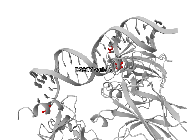 Model output render for: In p53 (PDB 1TUP), highlight the residue affected by the pathogenic ClinVar variant D281Y as red ball-and-stick.