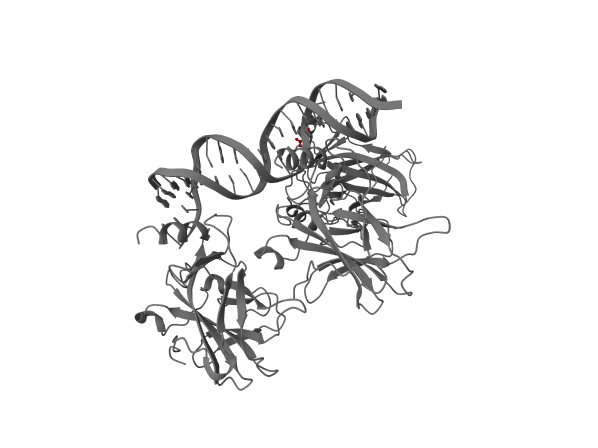 Reference render for: In p53 (PDB 1TUP), highlight the residue affected by the pathogenic ClinVar variant D281Y as red ball-and-stick.
