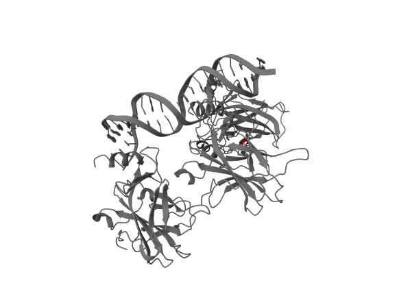 Reference render for: In p53 (PDB 1TUP), highlight the residue affected by the pathogenic ClinVar variant S215T as red ball-and-stick.