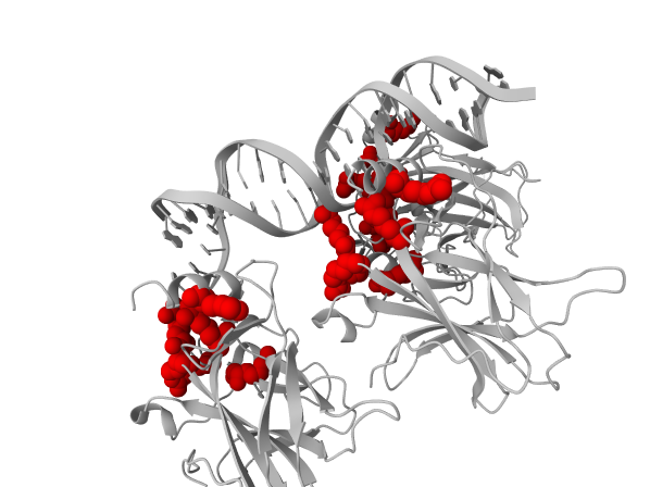 Model output render for: In p53 (PDB 1TUP), highlight the mutational hotspot residues — the positions carrying the most pathogenic ClinVar variants — as red spheres.