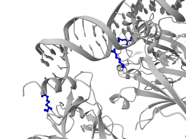 Model output render for: In p53 (PDB 1TUP), select the residue at canonical UniProt position 248 and show it as blue ball-and-stick.